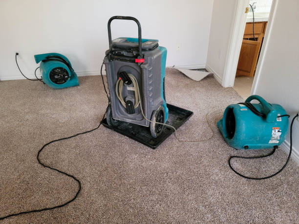 Best Basement water damage restoration  in Hidalgo, TX