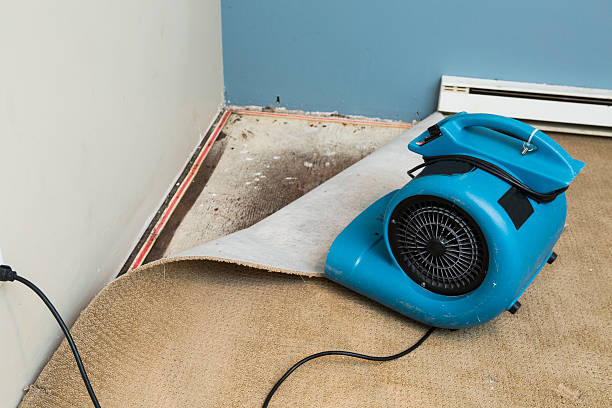 Best Water damage contractors near me  in Hidalgo, TX